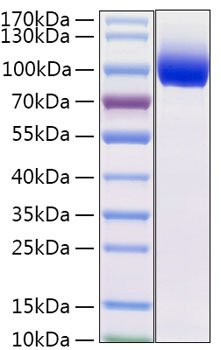 Recombinant Mouse IL-13RA1/CD213a1 Protein