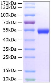 Recombinant Mouse TNFRSF18/GITR/CD357 Protein