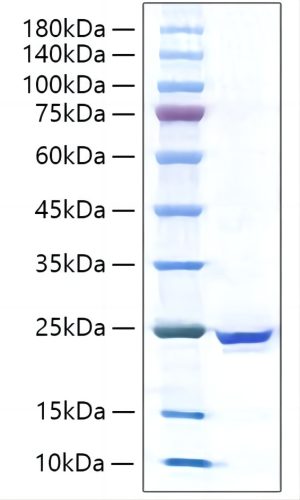 Recombinant Human IL-17C Protein