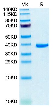 Recombinant Human Annexin A2/ANXA2 Protein