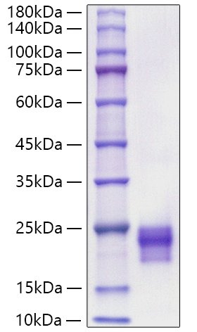 Recombinant Mouse/Rat VEGF-C Protein