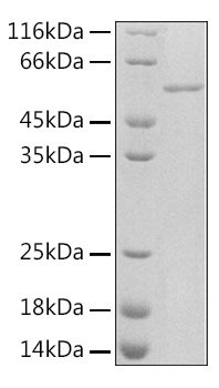 Recombinant Rat Serpin E1/PAI-1 Protein