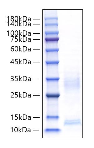 Recombinant Mouse CXCL9/MIG Protein