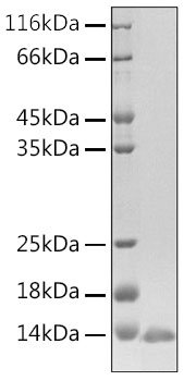 Recombinant Human beta Defensin 3/DEFB103A Protein
