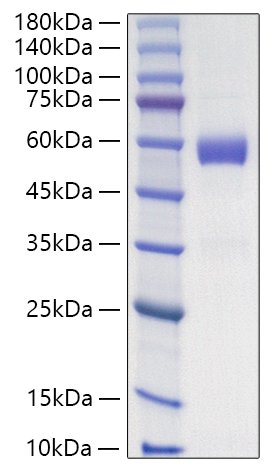Recombinant Human Placenta growth factor/PlGF-131/PlGF-1 Protein