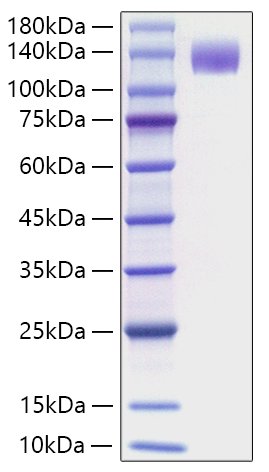 Recombinant Mouse FLT-3/FLK-2/CD135 Protein