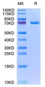 Recombinant Human GAS-6 Protein