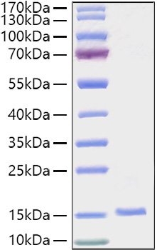 Recombinant Human EG-VEGF/PK1 Protein