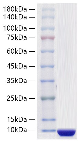 Recombinant Human COL6A3 Protein