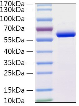 Recombinant Human CTSA Protein