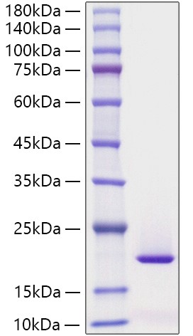 Recombinant Human REG3G Protein