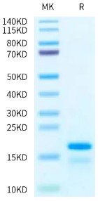 Recombinant Human Histone H2A Protein