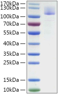 Recombinant Mouse Siglec-10 Protein