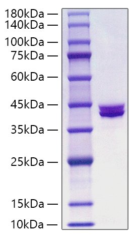 Recombinant Peptostreptococcusmagnus Protein L Protein