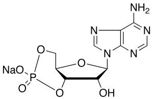 Adenosine-3’,5’-cyclic Monophosphate