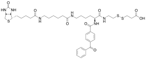 2-{N2-[NAlpha-Benzoylbenzoicamido-N6-6-biotinamidocaproyl]lysinylamido}ethyl-2’-carboxylethyl Disulfide