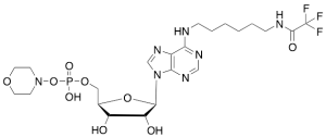 (-)-Inosine Dehydroxy-N-(6-iminohexyl)-2,2,2-trifluoroacetamide Phospho-morpholine
